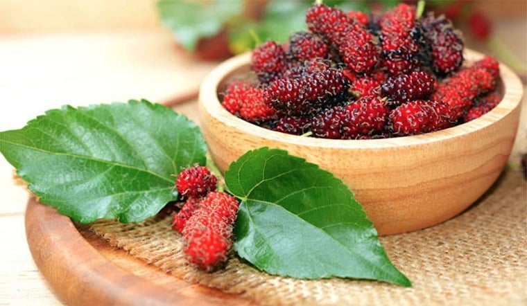 cong-dung-lam-dep-cua-chiet-xuat-dau-tam-mulberry-extract-ma-ban-nen-biet-202103261144152434