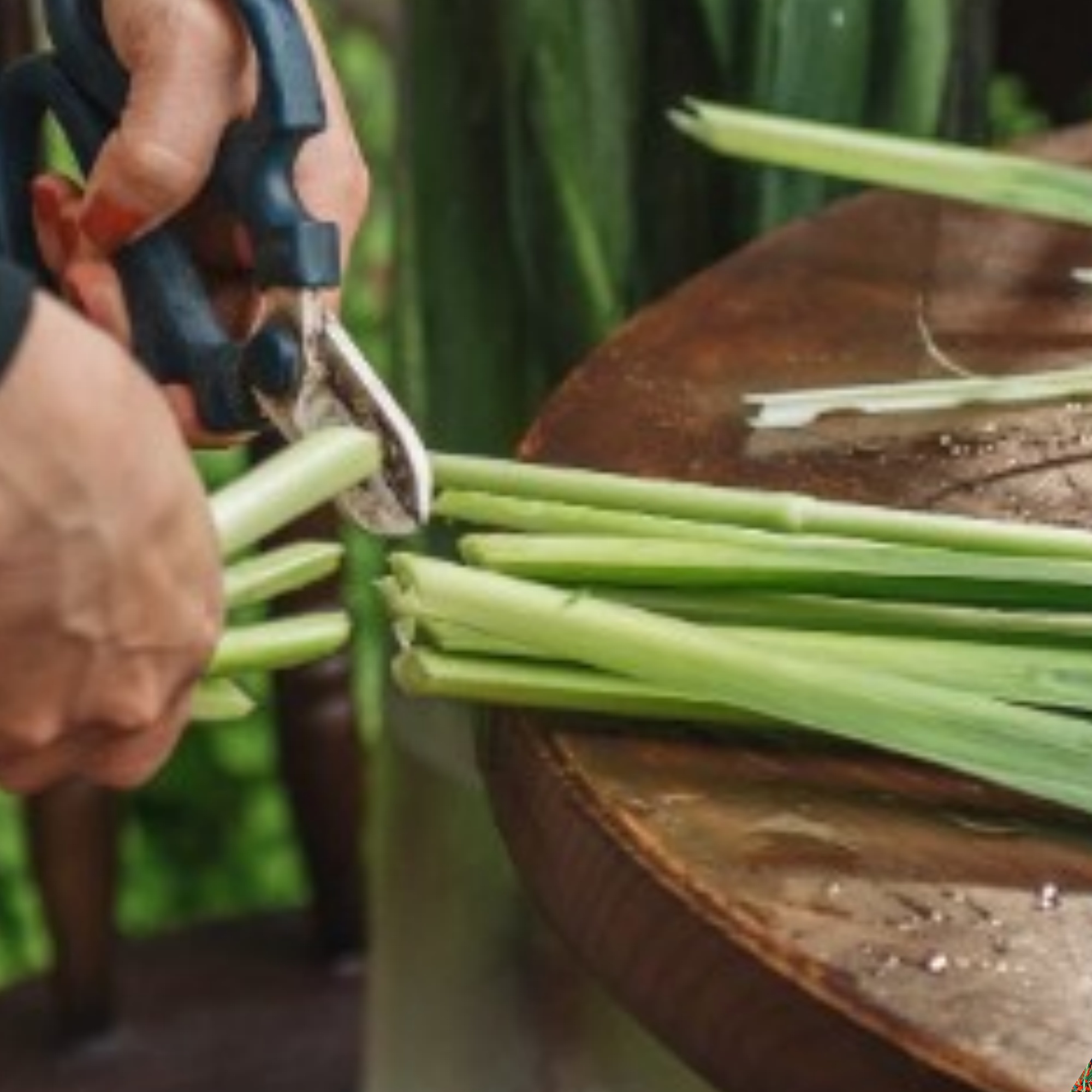 Cắm hoa lay ơn đón Tết cứ nhỏ vài giọt này vào thì đến Rằm tháng Giêng hoa vẫn tươi roi rói không sợ thối gốc - 5