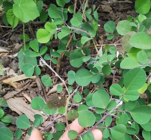 Những bài thuốc hay từ cây kim tiền thảo