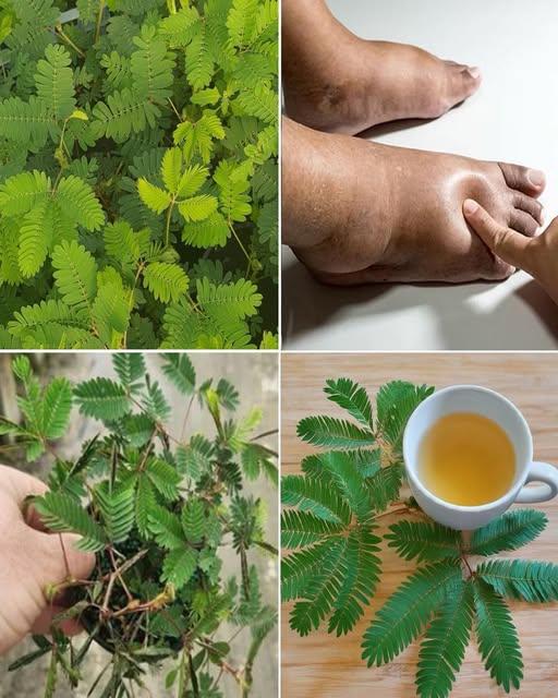 514173890_122252591396233392_4072518529141634438_n (2)