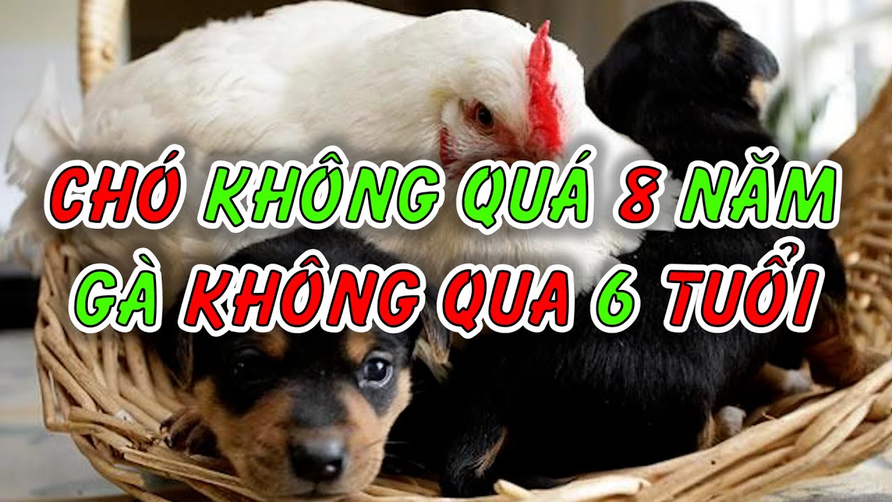 Tại sao Chó không nuôi quá 8 năm | Gà không chăn qua 6 tuổi - YouTube