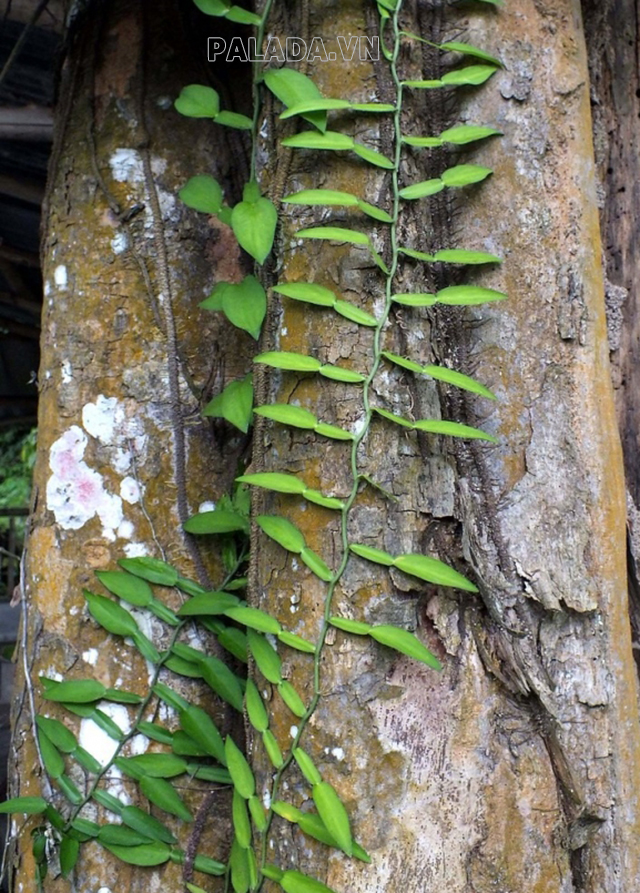 Cây chân rết mọc dạng leo