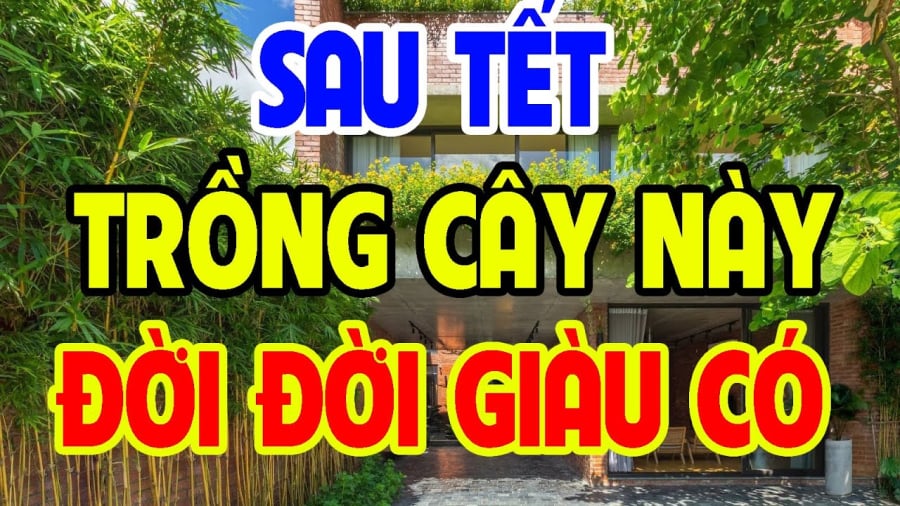 Cây trồng sau nhà mang lại may mắn