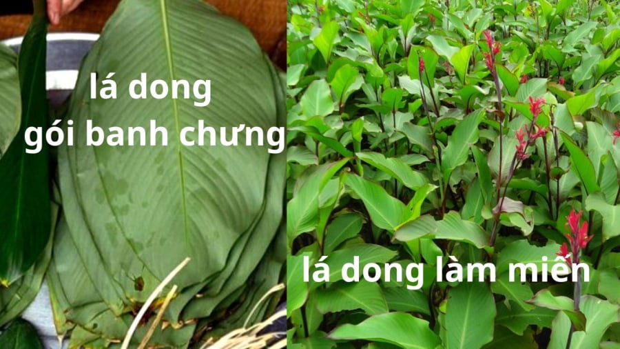 la-dong-chua-benh