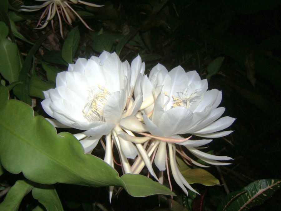 Khi nở hoa, ống hoa sẽ dần dần nghiêng lên, lớp áo mở ra từng chút một, sau đó nở ra những bông hoa trắng muốt.