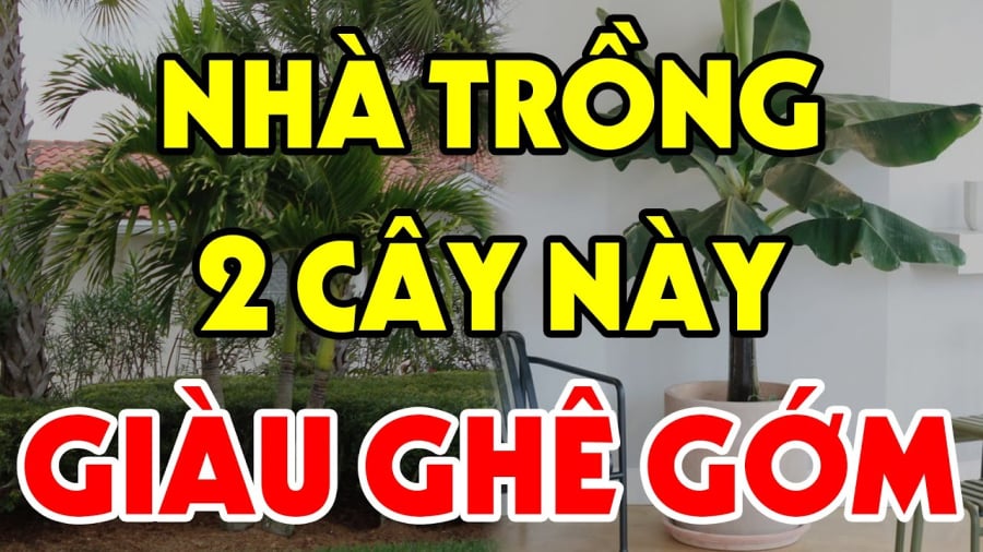 trong cay sau nha may man