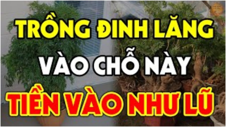 trong dinh lang cho nay giau