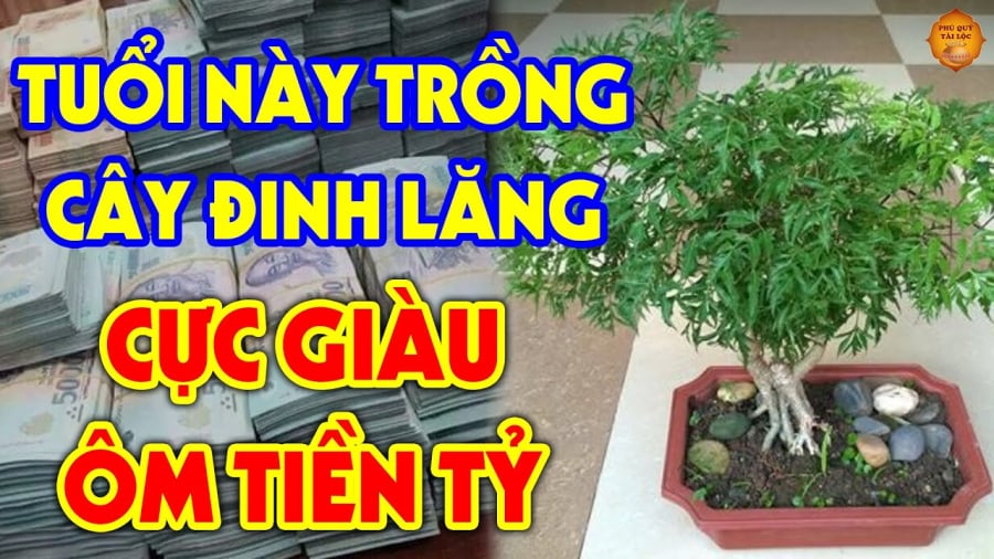 tuoi nao trong dinh lang giau co