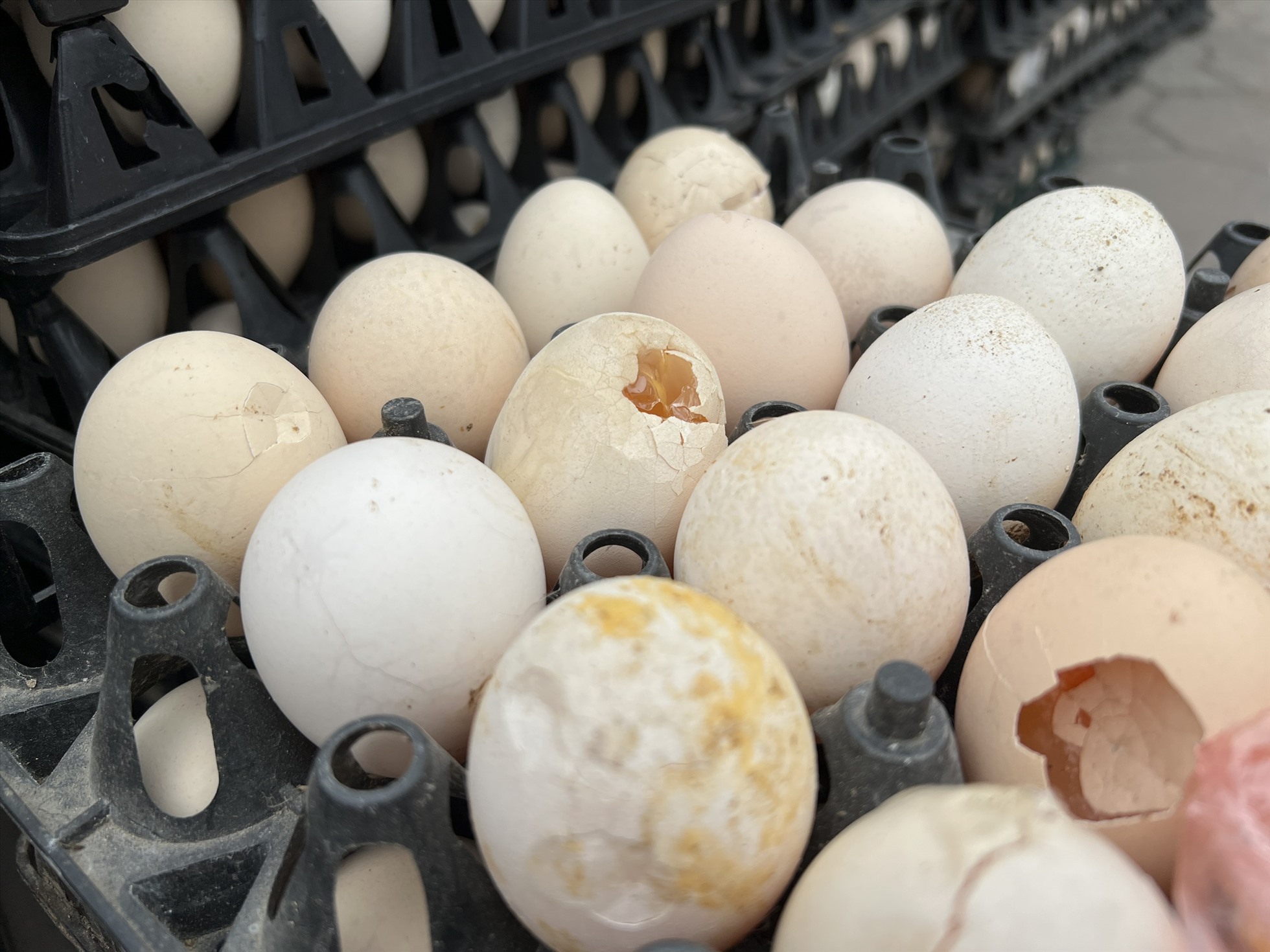Những quả trứng bị dập được để vào khay riêng, giá từ 1.000-1.200 đồng/quả. Ảnh: Nguyễn Thúy
