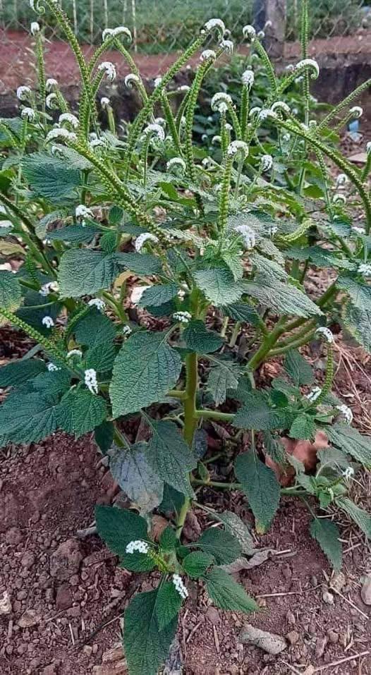 556689300_122271759530233392_909462632335618624_n (2)