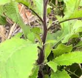 Lợi ích tuyệt vời từ cây cải trời