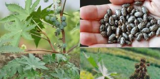 Cây đu đủ tía ( cây thầu dầu) có tác dụng và lưu ý gì khi sử dụng.