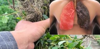 Bất ngờ về những tác dụng của cây cỏ sữa lá to đối với sức khỏe