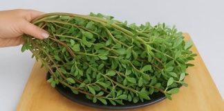 Những lợi ích tuyệt vời của rau sam với sức khỏe