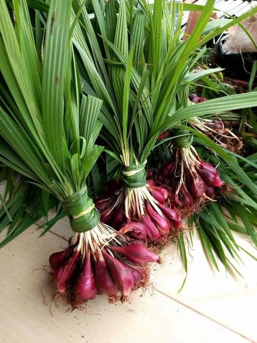 481428277_122222670404233392_4341118529705362998_n