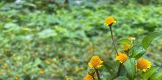 Cúc áo hoa vàng (Cây cúc áo)