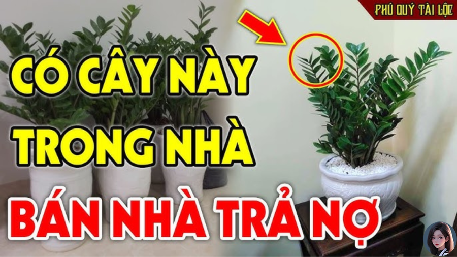 Cây kim tiền không hợp mệnh nào?