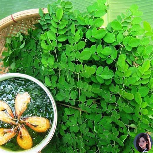 Loại cây mọc dại ở Việt Nam nhưng được thế giới gọi là 'cây vạn năng', chứa hơn 90 dưỡng chất có lợi- Ảnh 1.