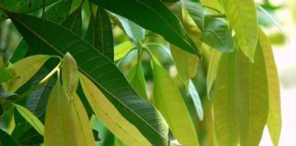 Nhà đất rộng hay chật hẹp bạn cũng phải trồng cây này ngay hôm nay