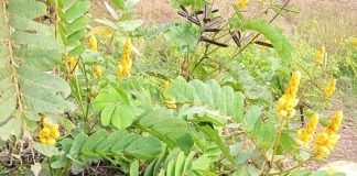 Những công dụng tuyệt vời của lá muồng trâu có thể bạn chưa biết