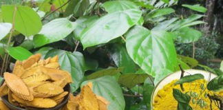 Hoàng đằng: Kháng sinh từ thiên nhiên