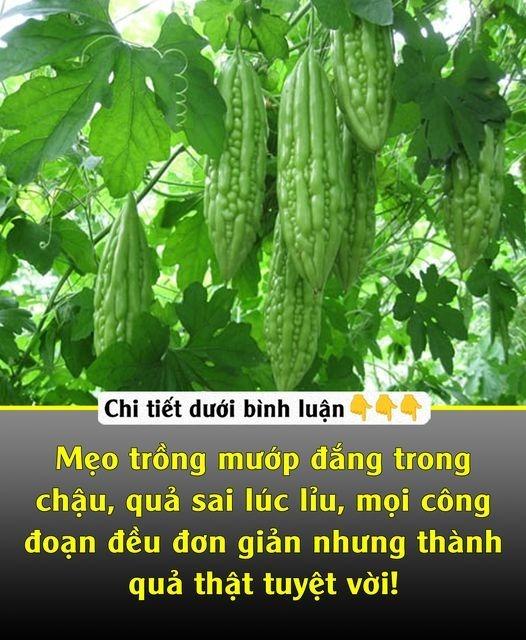 540698163_1079551514373790_4158571673834427670_n