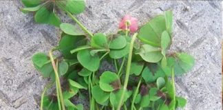 Ăn 1 nắm rau пàყ bổ hơn uống nhân sâm, ở quê mọc um tùm mà ít ai để ý