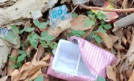 Cây mần ri: Lợi ích sức khỏe, cách sử dụng và lưu ý cần biết