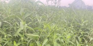 Vị thuốc Nghể răm