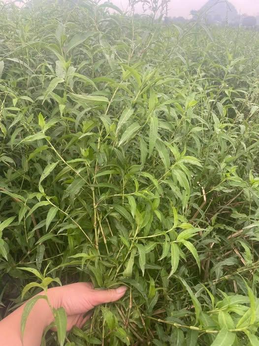 598975570_1293544096144660_9205326996404346798_n