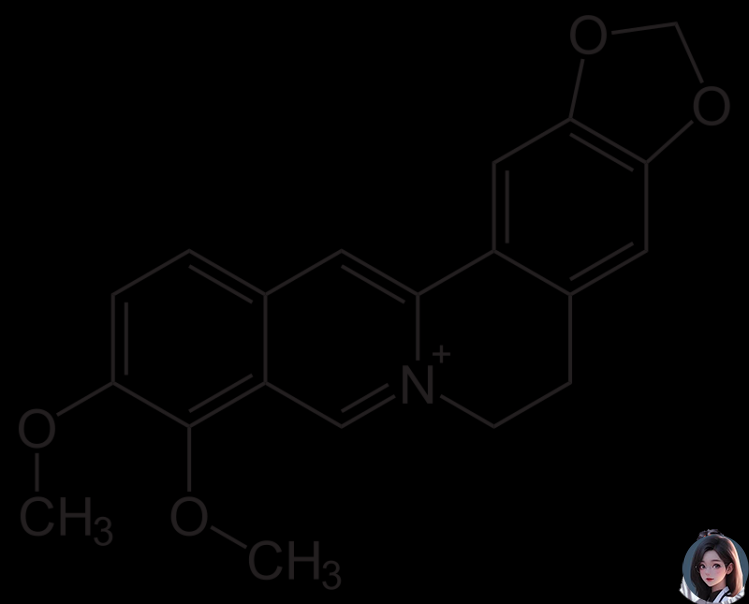 Berberine là alkaloid có trong thổ hoàng liên