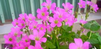 Ăn 1 nắm rau пàყ bổ hơn uống nhân sâm, ở quê mọc um tùm mà ít ai để ý