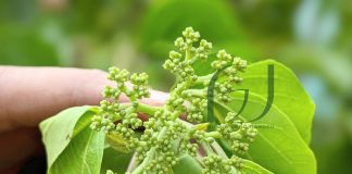 Cây Vọng cách: Loài rau bảo vệ gan