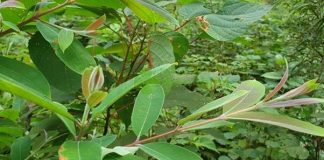 Thành ngạnh: Vị thuốc có tác dụng thanh nhiệt giải độc