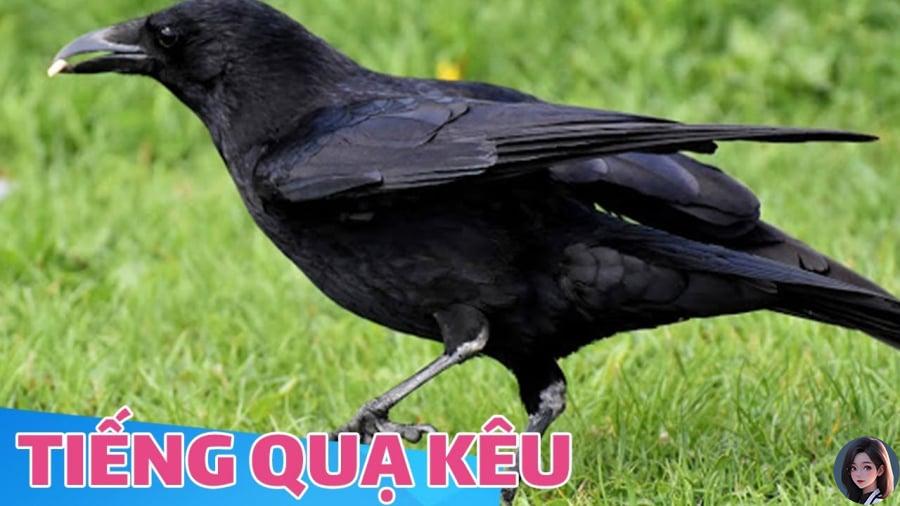 qua-keu