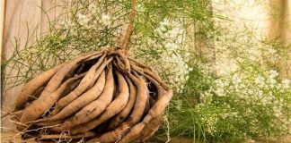 Thiên môn đông có tác dụng gì? Một số bài thuốc có sử dụng thiên môn đông