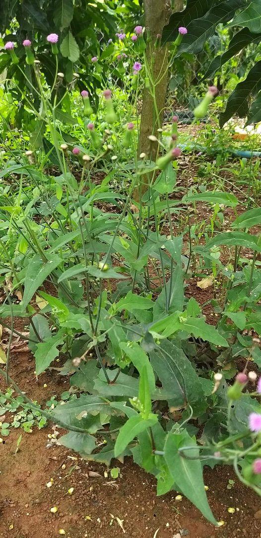 502468154_122245537706233392_8487515550406112847_n