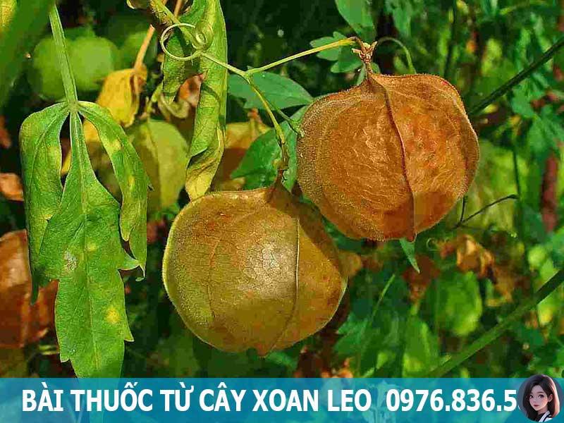 bài thuốc từ cây xoan leo