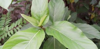 Tìm hiểu 7 bài thuốc hiệu quả nhất từ cây ngái