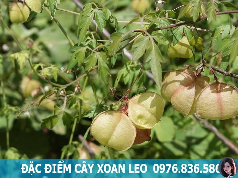 đặc điểm cây xoan leo