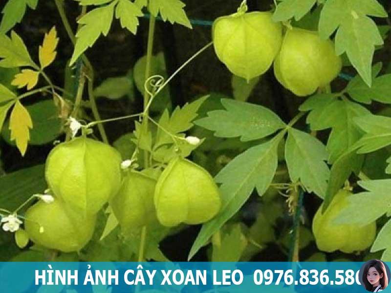 hình ảnh cây xoan leo