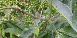 Cây ba chạc – Loài cây họ cam được sử dụng nhiều trong Đông Y