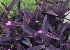 Thài lài tía – loài cây cảnh chữa được bệnh