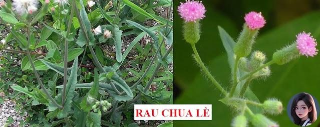 CÂY RAU LÀM THUỐC - RAU CHUA LÈ - Emilia sonchifolia