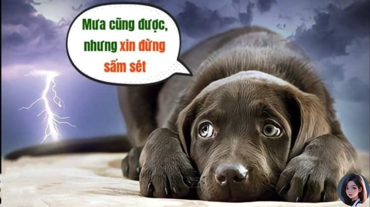 Vì sao chó thường sợ sấm sét