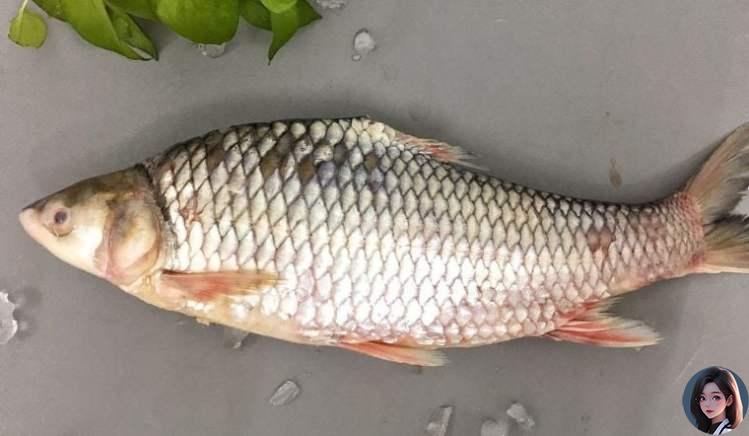 Cá cóc, với tên khoa học là Cyclocheilichthys enoplos, thuộc họ cá chép Cyprinidae, là một trong những loài cá độc đáo tìm thấy ở nhiều quốc gia trong lưu vực sông Mê Kông, bao gồm cả Việt Nam