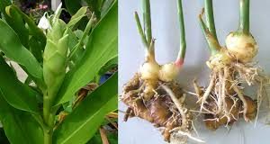 Ngải tiên (Bạch yến): Dược liệu trợ tiêu hóa và làm hương liệu