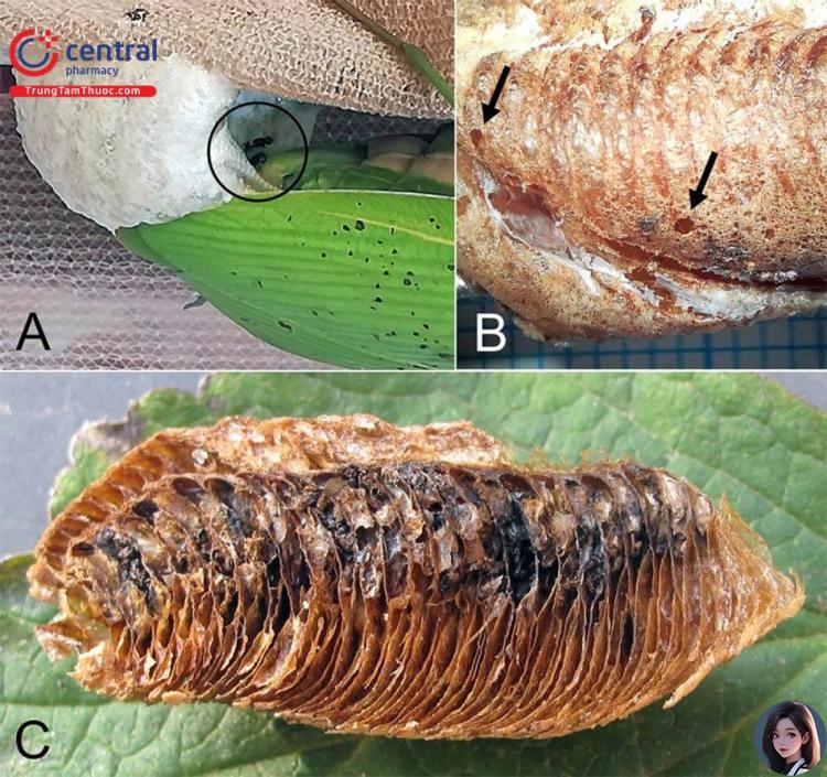 Hình 3: Đặc điểm của Ootheca Mantidis