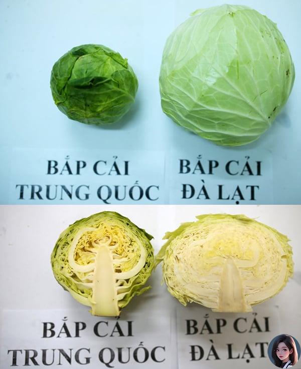 phan-biet-bap-cai-trung-quoc-va-bap-cai-viet-nam-01