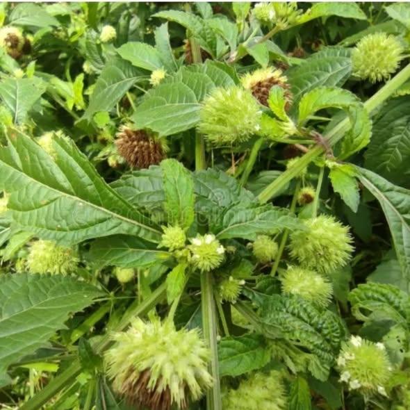 556662147_122272290692233392_7418743270594564055_n (3)